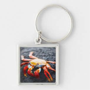 Sally lightfoot crab on a black lava rock keychain