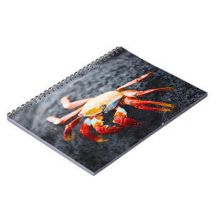 Sally lightfoot crab on a black lava rock notebook