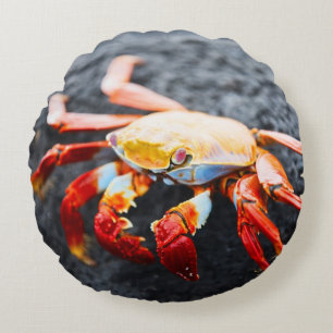Sally lightfoot crab on a black lava rock round pillow