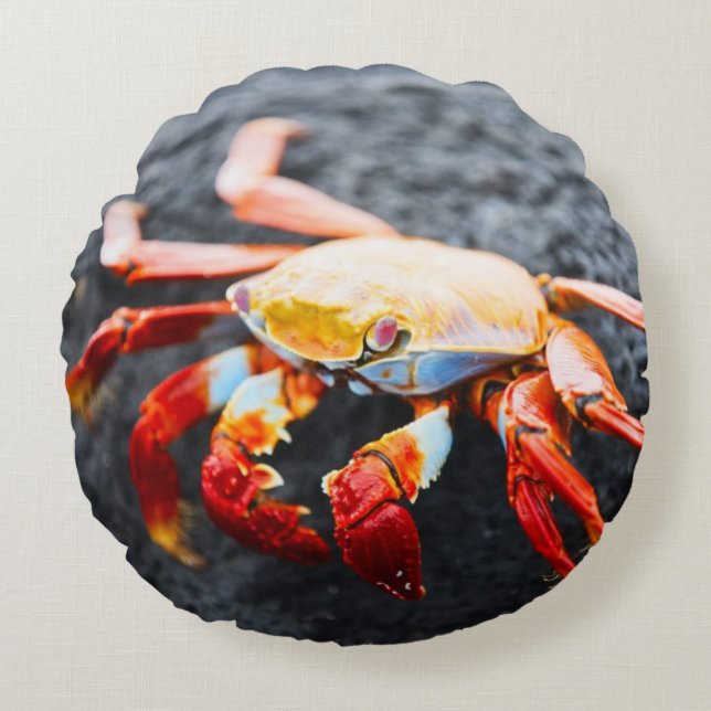 Sally lightfoot crab on a black lava rock round pillow (Front)