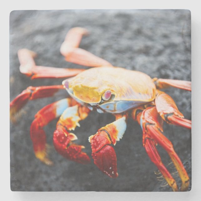 Sally lightfoot crab on a black lava rock stone coaster (Front)