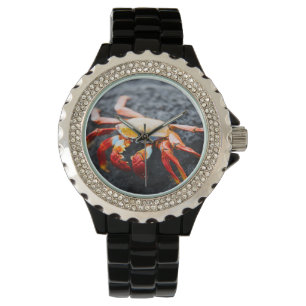 Sally lightfoot crab on a black lava rock watch