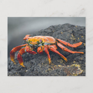 Sally Lightfoot Crab Postcard