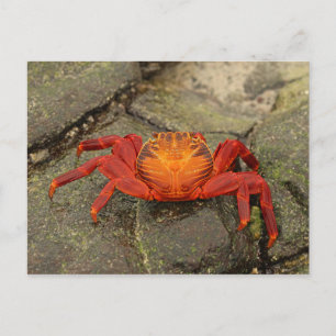 Sally Lightfoot Crab postcard