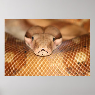 Salmon Boa Poster