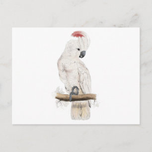 Salmon-Crested Cockatoo by Edward Lear Postcard