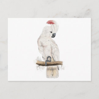 Salmon-Crested Cockatoo by Edward Lear Postcard