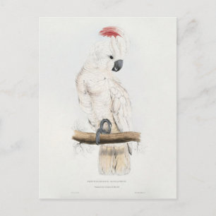 Salmon-crested Cockatoo Postcard