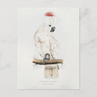 Salmon-crested Cockatoo Postcard