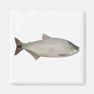 Salmón de rio magnet