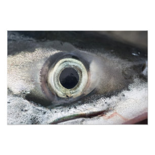 Salmon Eye Photo Print