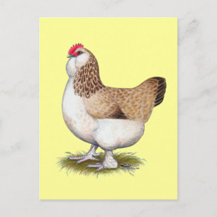 Salmon Faverolle Hen Postcard