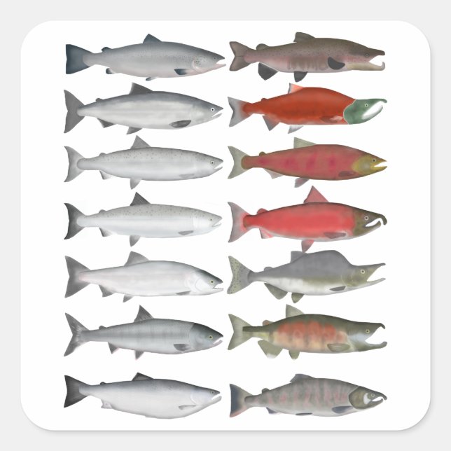 Salmon Group Square Sticker (Front)