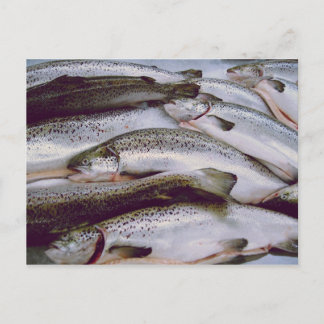 Salmon Postcard