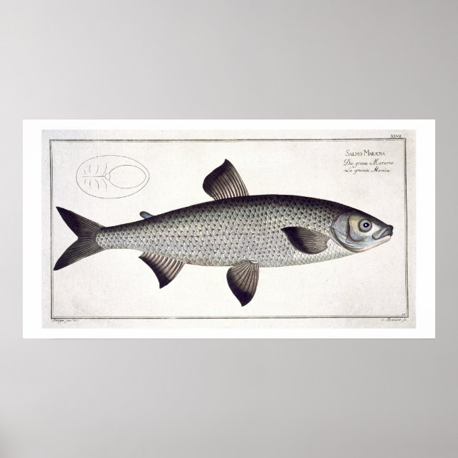 Salmon (Salmo Maraena) plate XXVII from 'Ichthyolo Poster (Front)