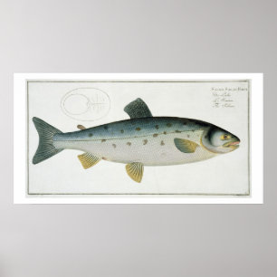 Salmon (Salmo Salar) plate XX from 'Ichthyologie, Poster