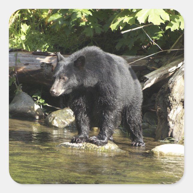 "Salmon Spotting" Black Bear Wildlife Stickers (Front)