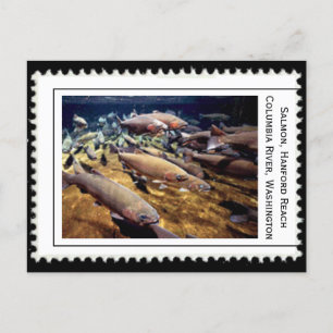 Salmon Washington Postcard