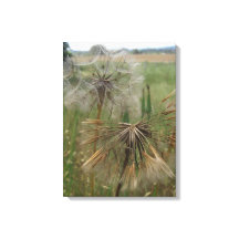 Salsify Seeds in Field Wrapped Canvas