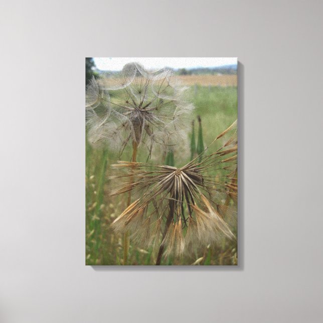 Salsify Seeds in Field Wrapped Canvas (Front)