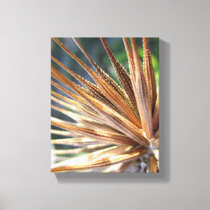 Salsify Spiky Seed Pod Canvas Print