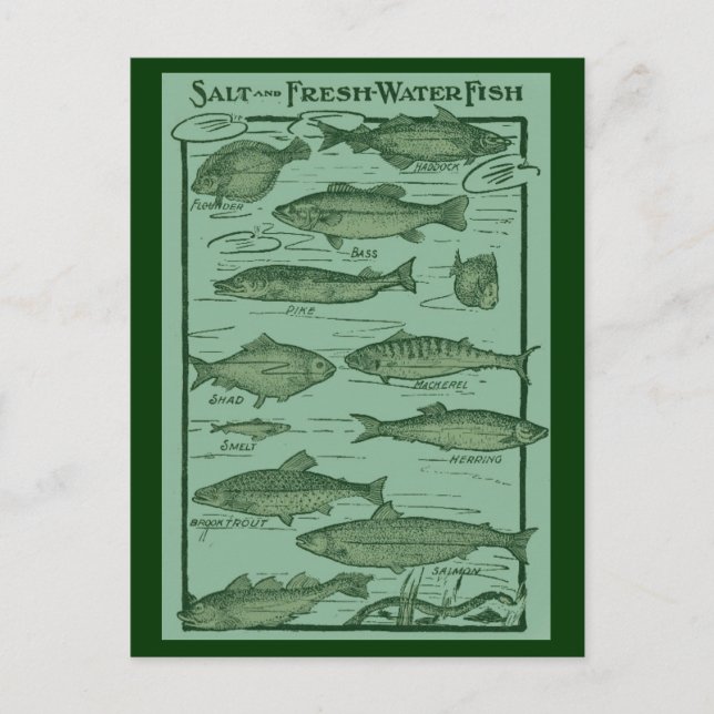 Salt and Fresh Water Fish Chart Postcard (Front)