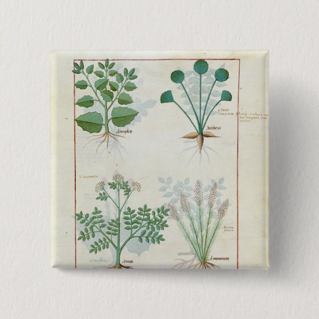 Salt Bush and Anthora Absinthium and Cardamom 2 Inch Square Button (Front)