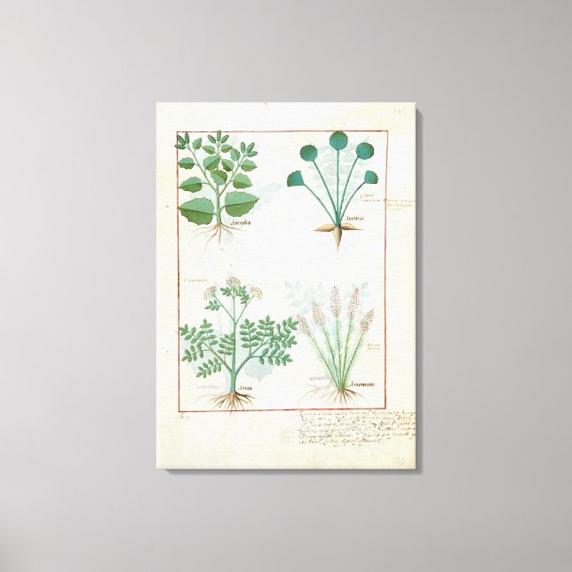 Salt Bush and Anthora Absinthium and Cardamom Canvas Print (Front)