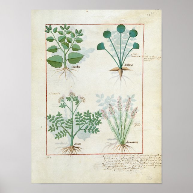 Salt Bush and Anthora Absinthium and Cardamom Poster (Front)