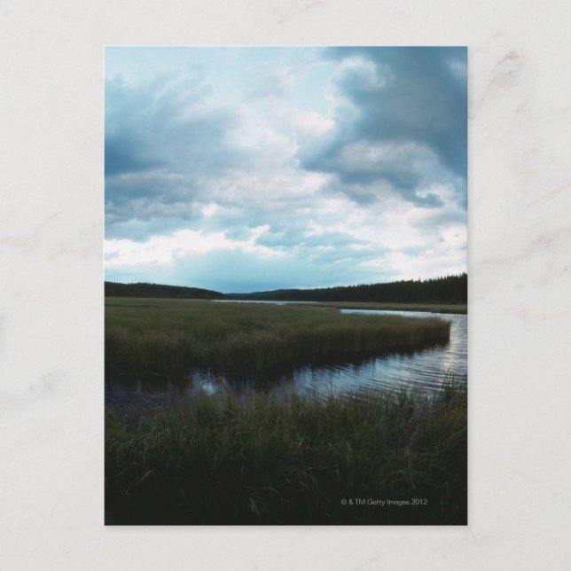 Salt marsh postcard (Front)