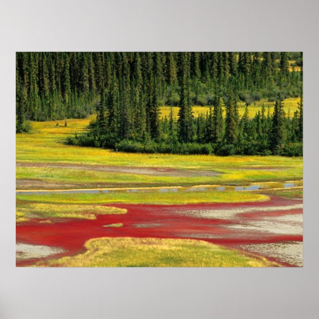 Salt Plain & Forest | Wood Buffalo National Park Poster (Front)