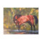 Salt River Wild Stallion Tango