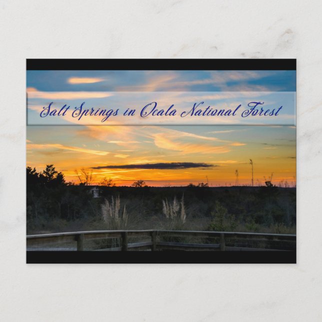 Salt Springs Postcard (Front)