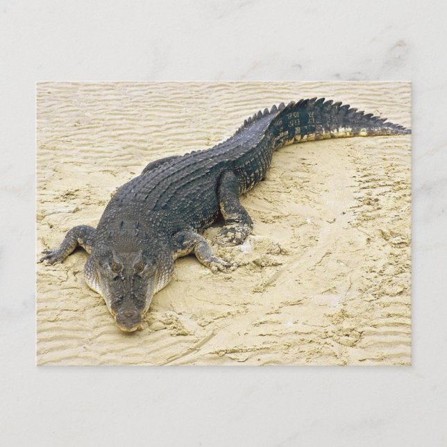 Salt water crocodile (Crocodylus porosus) Postcard (Front)