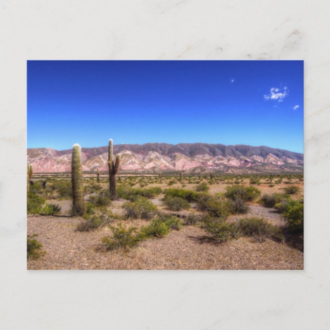 Salta Argentina Cactus Plants And Barren Hill Postcard (Front)