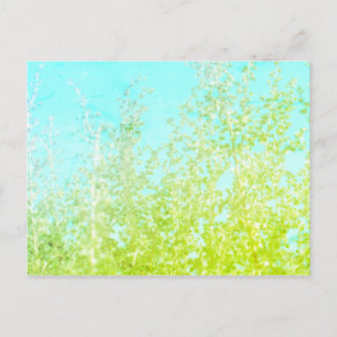 Saltbush Leaves Sky Frame Minimalistic Postcard