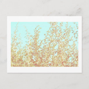 Saltbush Leaves Sky Frame Minimalistic Postcard
