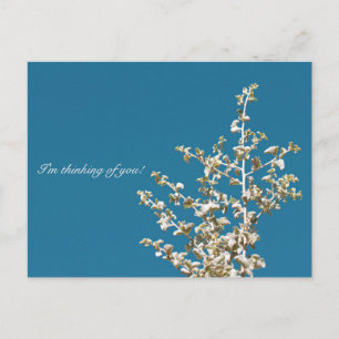 Saltbush Leaves Sky I'm thinking of you Postcard