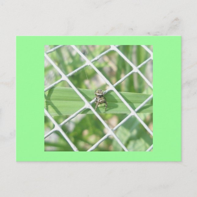 Salticid on Wire Postcard (Front)