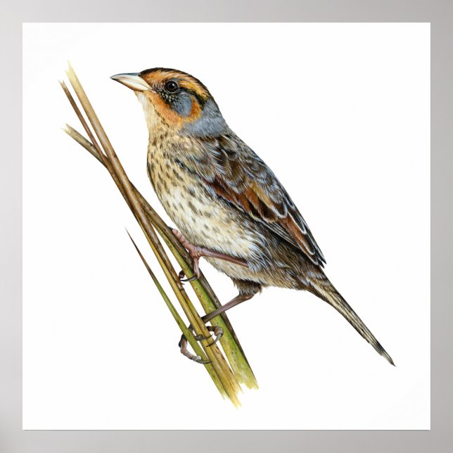 Saltmarsh Sparrow Poster (Front)