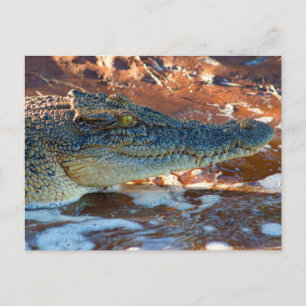 Saltwater Crocodile Postcard