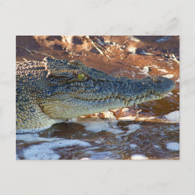 Saltwater Crocodile Postcard (Front)