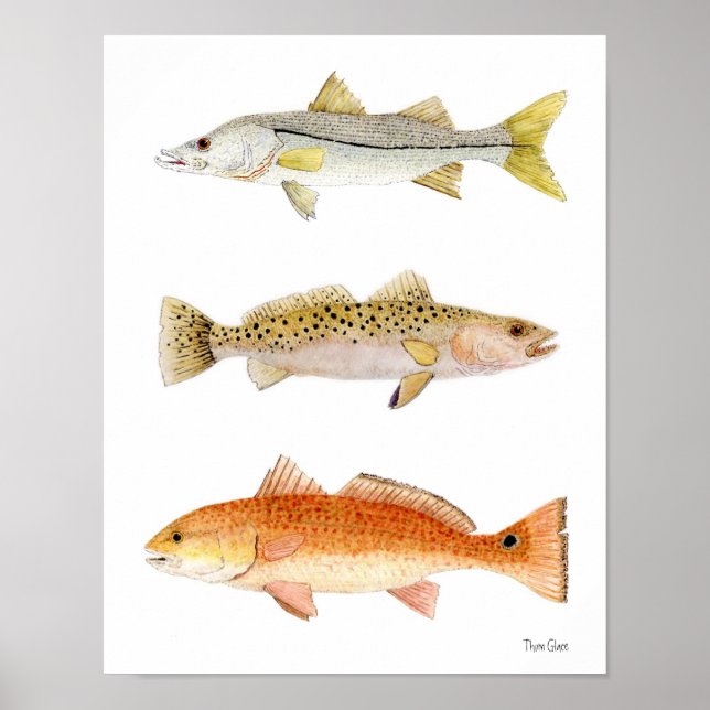 Saltwater Game Fish- Snook, Seatrout & Redfish Poster (Front)