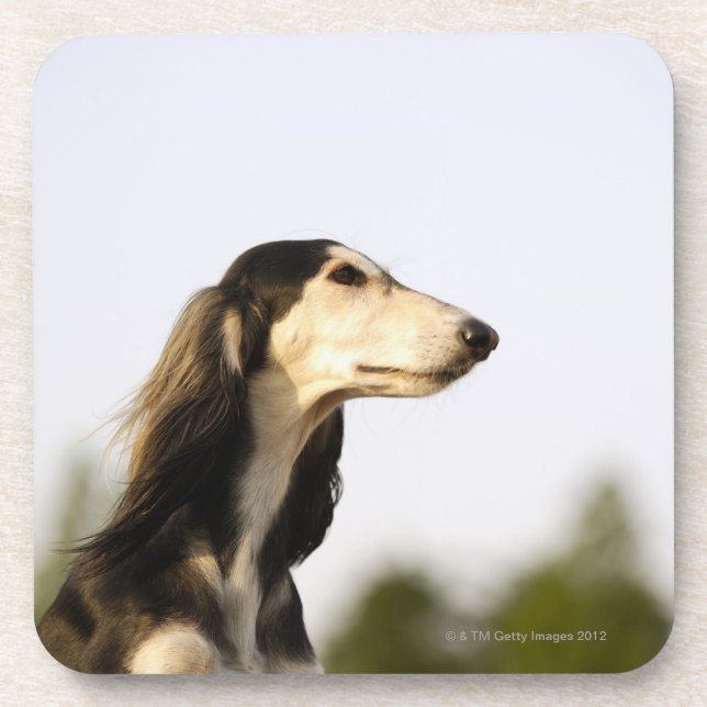Saluki 2 coaster (Front)