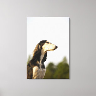 Saluki Canvas Print