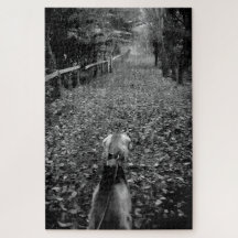 Saluki dog in the woods