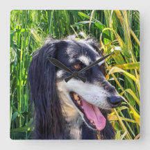 Saluki Dog