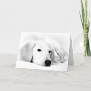 Saluki Greeting Cards