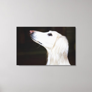 Saluki Looking Up Canvas Print