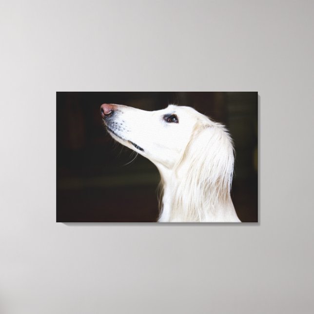Saluki Looking Up Canvas Print (Front)